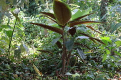 Pleiostachya pruinosa (Pleiostachya pruinosa)