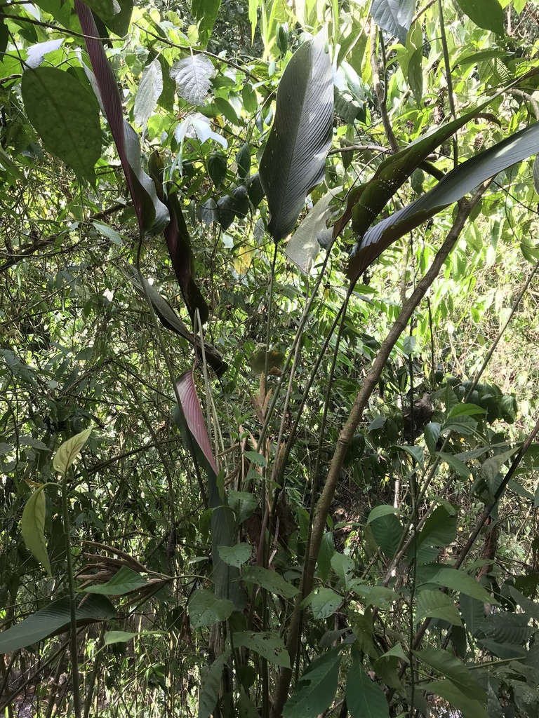 Pleiostachya pruinosa (Pleiostachya pruinosa)
