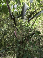 Pleiostachya pruinosa (Pleiostachya pruinosa)