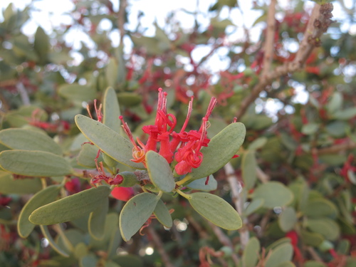 Plicosepalus acaciae (Plicosepalus acaciae)