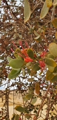 Plicosepalus acaciae (Plicosepalus acaciae)