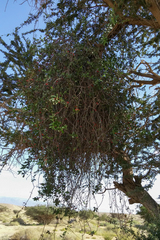 Plicosepalus acaciae (Plicosepalus acaciae)