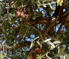 Plicosepalus amplexicaulis (Plicosepalus amplexicaulis)
