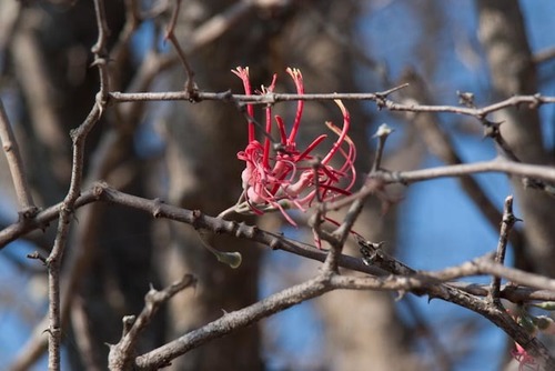 Plicosepalus amplexicaulis (Plicosepalus amplexicaulis)