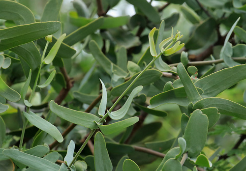 Plicosepalus amplexicaulis (Plicosepalus amplexicaulis)