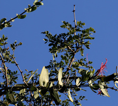 Plicosepalus amplexicaulis (Plicosepalus amplexicaulis)