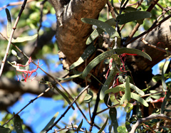 Plicosepalus amplexicaulis (Plicosepalus amplexicaulis)