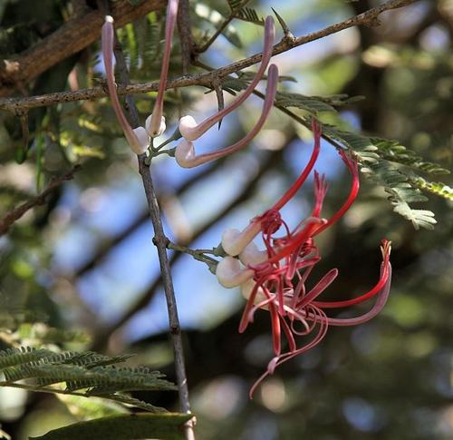 Plicosepalus amplexicaulis (Plicosepalus amplexicaulis)