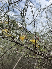 Plicosepalus curviflorus (Plicosepalus curviflorus)