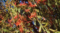 Acacia mistletoe (Plicosepalus kalachariensis)