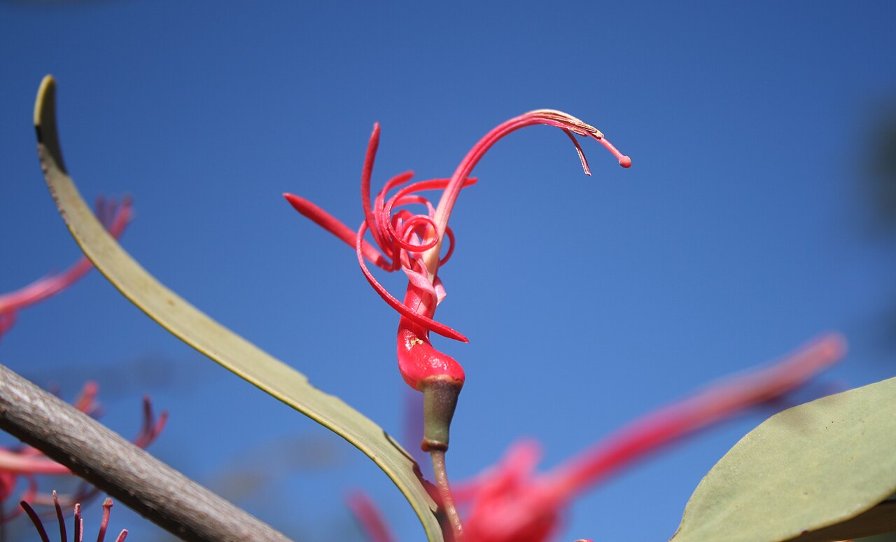 Acacia mistletoe: Flower of Plicosepalus kalachariensis at Strikfontein se Nek, Skrikfontein, Limpopo