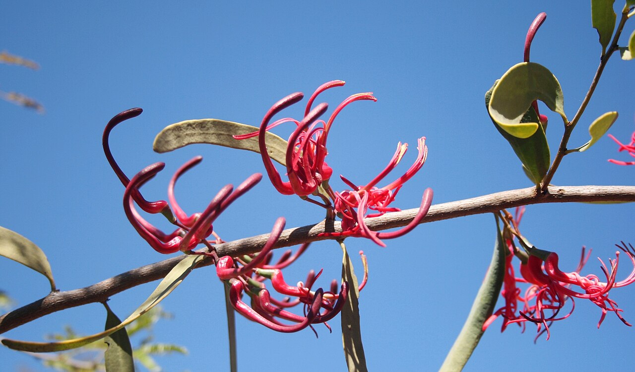 Acacia mistletoe: Foliage and inflorescences of Plicosepalus kalachariensis at Strikfontein se Nek, Skrikfontein, Limpopo