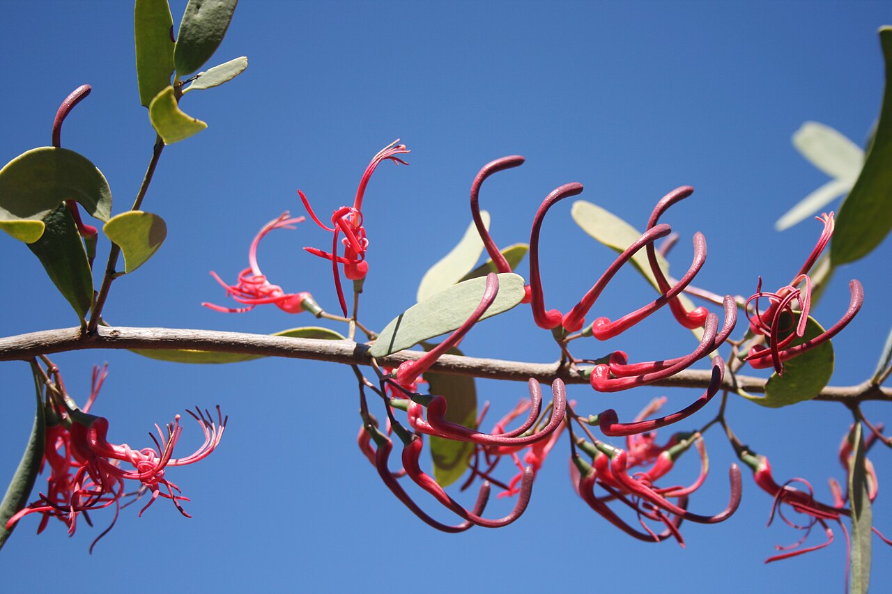 Acacia mistletoe: Foliage and inflorescences of Plicosepalus kalachariensis at Strikfontein se Nek, Skrikfontein, Limpopo