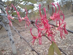 Acacia mistletoe (Plicosepalus kalachariensis)