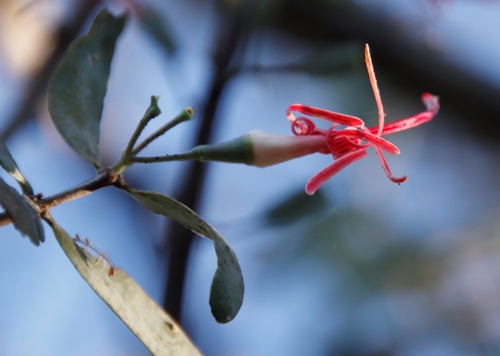 Acacia mistletoe (Plicosepalus kalachariensis)