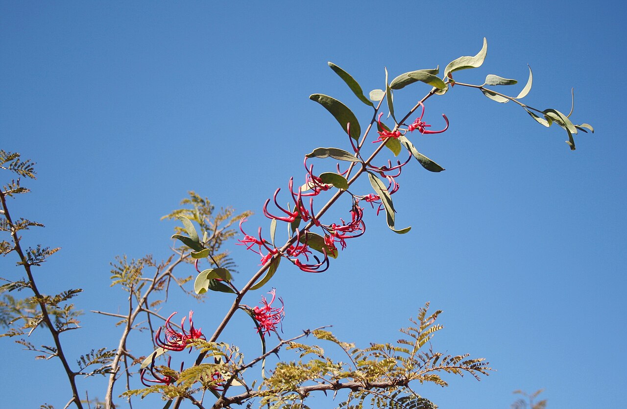 Acacia mistletoe: Foliage and inflorescences of Plicosepalus kalachariensis at Strikfontein se Nek, Skrikfontein, Limpopo
