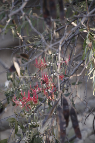 Acacia mistletoe (Plicosepalus kalachariensis)