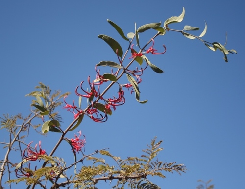 Acacia mistletoe (Plicosepalus kalachariensis)