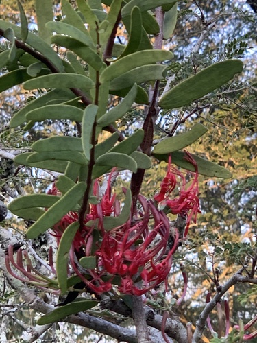 Acacia mistletoe (Plicosepalus kalachariensis)
