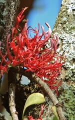Acacia mistletoe (Plicosepalus kalachariensis)