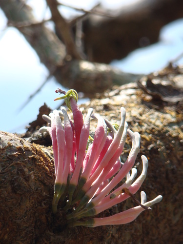 Plicosepalus meridianus (Plicosepalus meridianus)