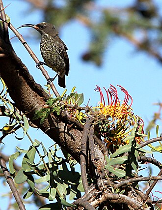 Plicosepalus sagittifolius: The showy mistletoe Plicosepalus sagittifolius , parasitising on Acacia drepanolobium , with one of its polinators, a female Chalcomitra senegalensis , photogra