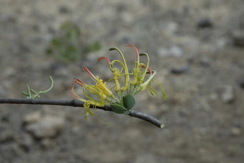 Plicosepalus sagittifolius (Plicosepalus sagittifolius)
