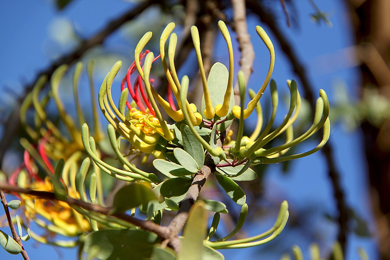 Plicosepalus sagittifolius: The showy mistletoe Plicosepalus sagittifolius , parasitising on Acacia drepanolobium , photographed along the Nairobi-Mombasa road, in Makueni County