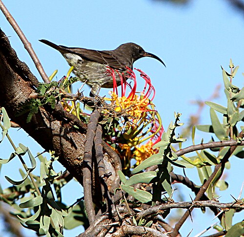 Plicosepalus sagittifolius: The showy mistletoe Plicosepalus sagittifolius , parasitising on Acacia drepanolobium , with one of its polinators, a female Chalcomitra senegalensis , photogra