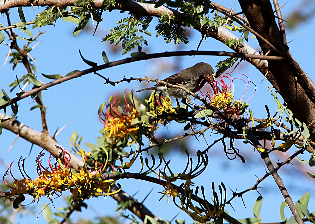 Plicosepalus sagittifolius: The showy mistletoe Plicosepalus sagittifolius , parasitising on Acacia drepanolobium , with one of its polinators, a female Chalcomitra senegalensis , photogra