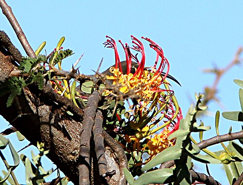 Plicosepalus sagittifolius: The showy mistletoe Plicosepalus sagittifolius , parasitising on Acacia drepanolobium , photographed along the Nairobi-Mombasa road, in Makueni County