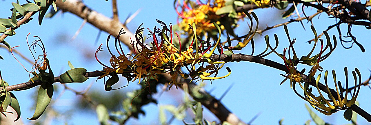 Plicosepalus sagittifolius: The showy mistletoe Plicosepalus sagittifolius , parasitising on Acacia drepanolobium , photographed along the Nairobi-Mombasa road, in Makueni County