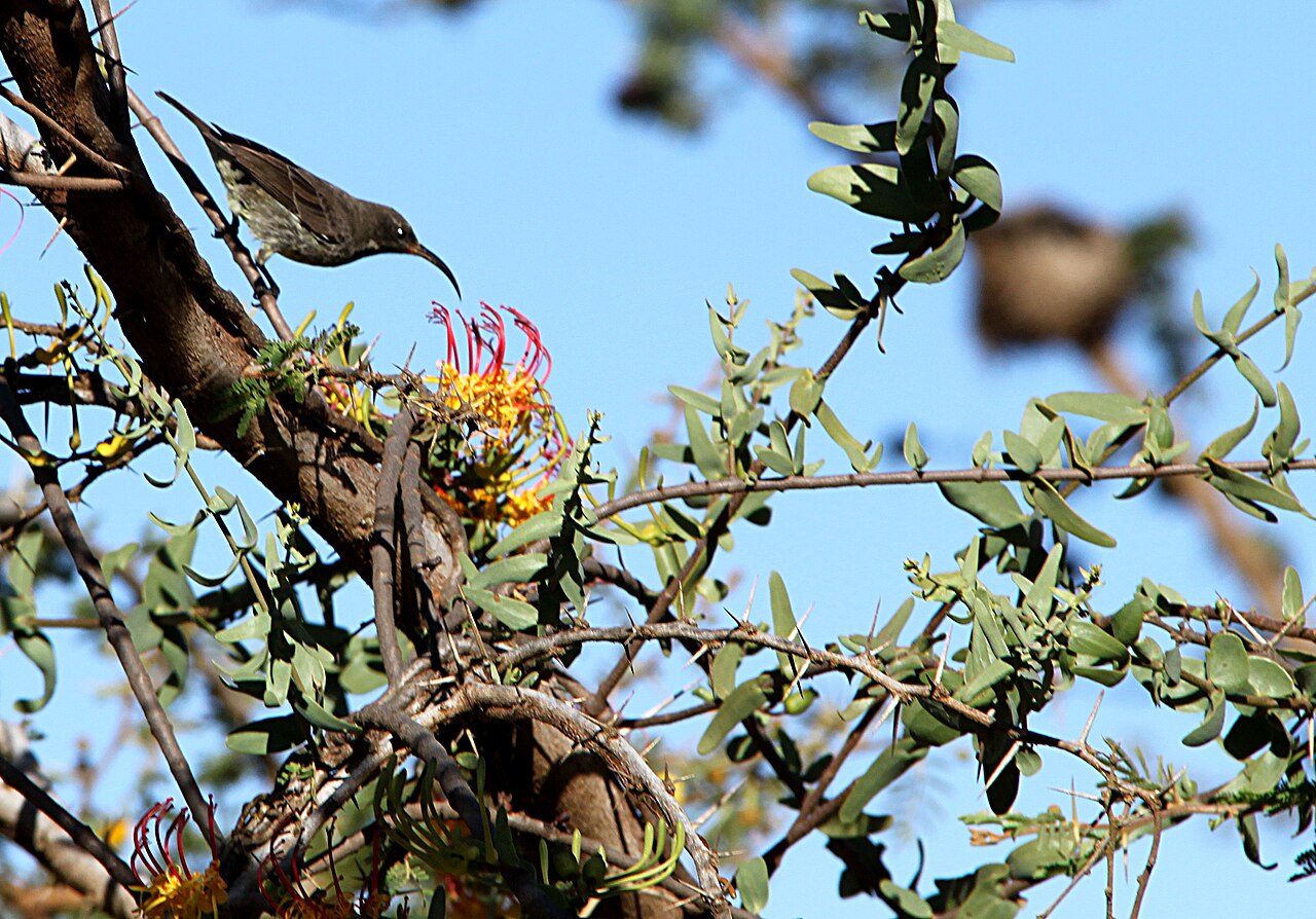 Plicosepalus sagittifolius: The showy mistletoe Plicosepalus sagittifolius , parasitising on Acacia drepanolobium , with one of its polinators, a female Chalcomitra senegalensis , photogra