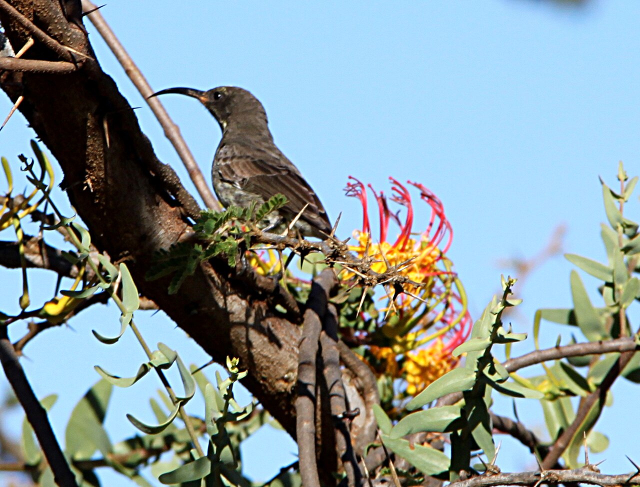 Plicosepalus sagittifolius: The showy mistletoe Plicosepalus sagittifolius , parasitising on Acacia drepanolobium , with one of its polinators, a female Chalcomitra senegalensis , photogra