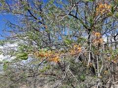 Plicosepalus undulatus (Plicosepalus undulatus)