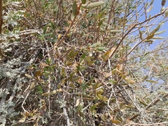 Plicosepalus undulatus (Plicosepalus undulatus)