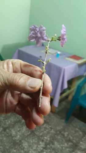 Plocosperma buxifolium (Plocosperma buxifolium)