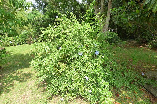 Cape leadwort: Azulina - Bellaemilia