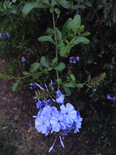 Cape leadwort (Plumbago auriculata)