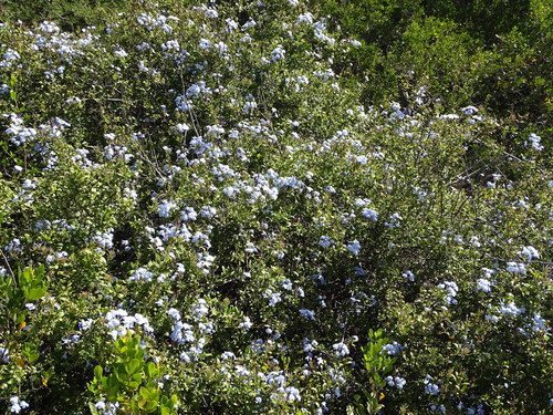 Cape leadwort (Plumbago auriculata)