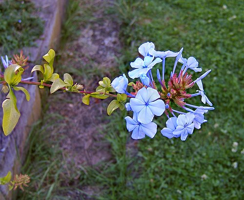 Cape leadwort: Blue plumbago, Cape blumbago, Cape leadwort