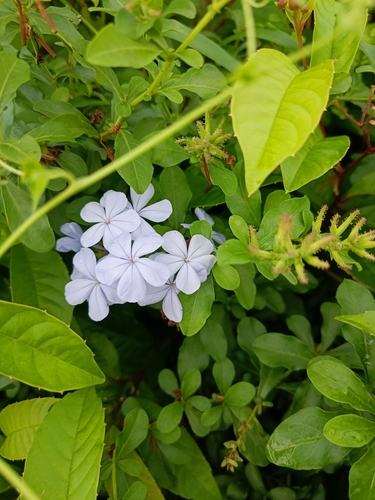 Cape leadwort (Plumbago auriculata)