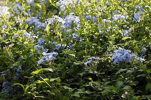 Cape leadwort: Plumbago auriculata commonly blue plumbago, Cape plumbago or Cape leadwort, at Capel Manor College and Gardens , Bulls Cross , Enfield , London , England. Softw