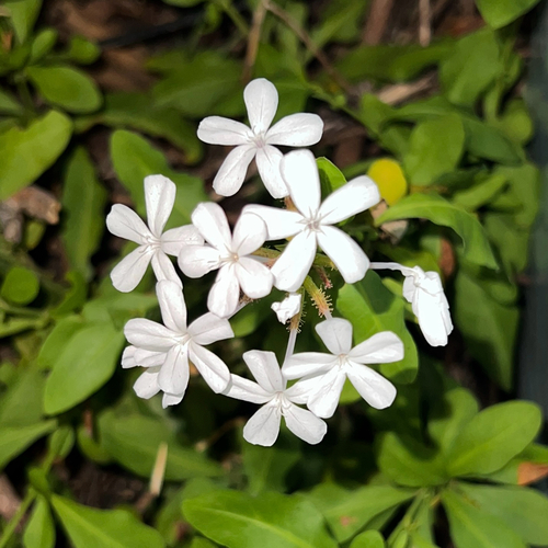 Cape leadwort (Plumbago auriculata)