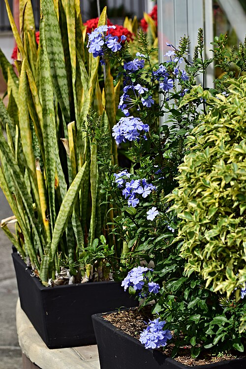 Cape leadwort: Azulina