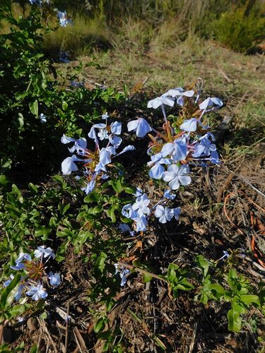 Cape leadwort (Plumbago auriculata)