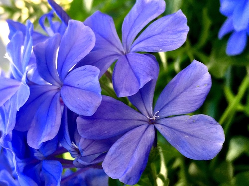 Cape leadwort (Plumbago auriculata)