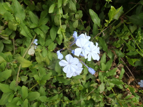 Cape leadwort (Plumbago auriculata)