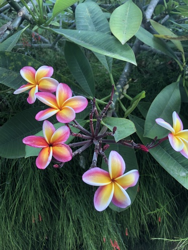 Templetree (Plumeria rubra)