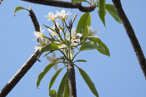 Templetree (Plumeria rubra)